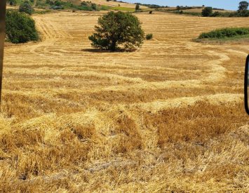 İPOTEKLİ Balıkesir Manyas Kalebayır’da Tarla