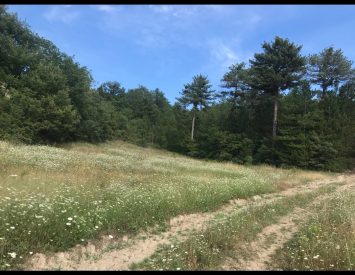 Bilecik Yenipazar Dereköy’de 1021m2 Tarla