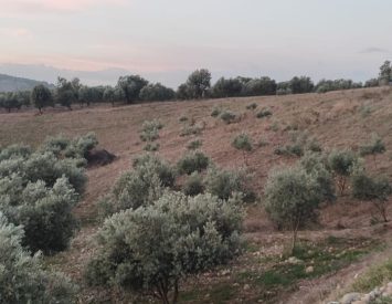 Osmaniye Merkez’de Tarla ve Zeytin Bahçesi