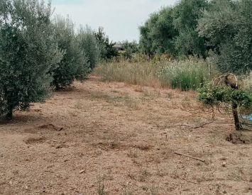 İzmir’e yakın Satılık yaşam alanı